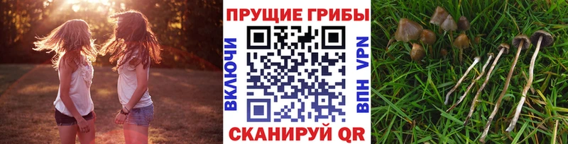 закладка  Сясьстрой  Псилоцибиновые грибы прущие грибы 